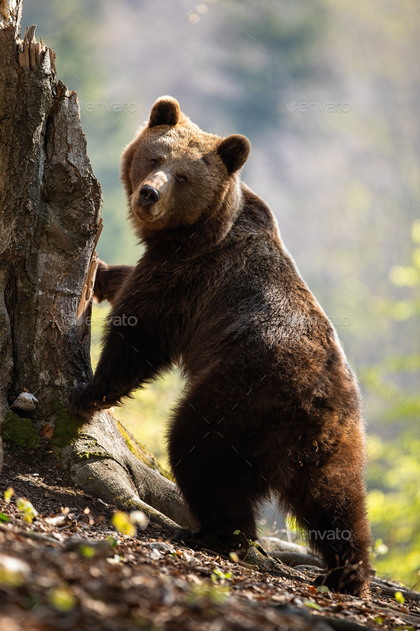Cute female adult brown bear standing in upright position on rear legs by tree Stock Photo by